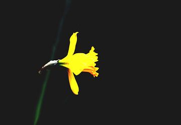 Macro van een Gele narcis op matte zwarte achtergrond van Ribbi