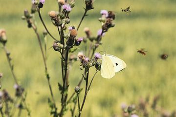 Schmetterling auf Distel von Marc Heiligenstein