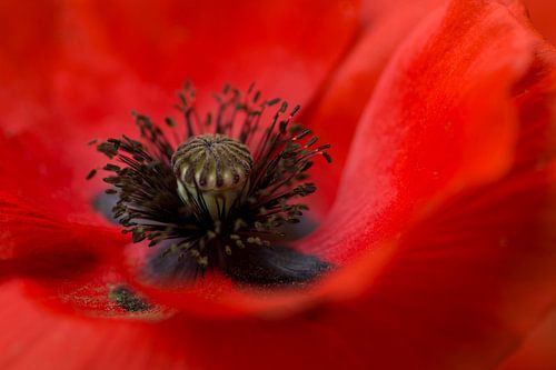 Vurig hart ( Het mooie hart van de Klaproos)