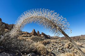 Ephemeral splendour - When the lava learns to bloom by Walter G. Allgöwer