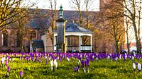 Frühling in Nisse (Zuid-Beveland) von Fotografie in Zeeland Miniaturansicht