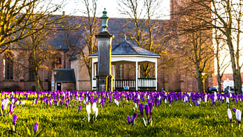 Printemps à Nisse (Zuid-Beveland)