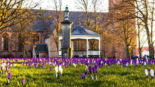 Lente in Nisse (Zuid-Beveland)