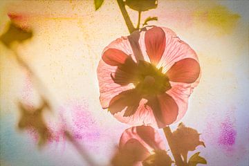 Hollyhocks against the light by ahafineartimages