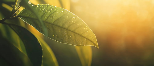 Droplet-covered leaf in sunlight