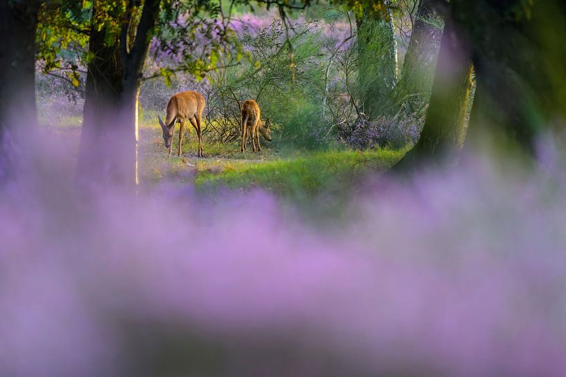 Like a fairytale Goat with calf by Remco Van Daalen