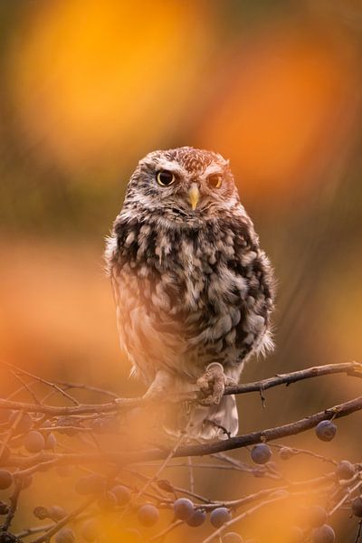 Der Steinkauz von Willemijn Wolthaus