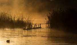 Zwanen in de vroege morgen von jeroen akkerman