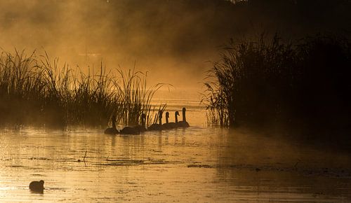Zwanen in de vroege morgen