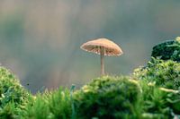 Pilz