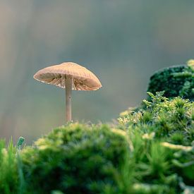 Champignon sur Rianne Groenveld