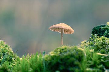 Champignon sur Rianne Groenveld