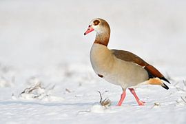 Egyptian Goose ( Alopochen aegyptiacus ) in winter, walking over snow covered farmland, nice side vi by wunderbare Erde