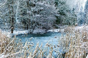 Winterimpression am Weiher