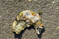 Oester in het Nationaal Park Waddenzee van Peter Eckert thumbnail