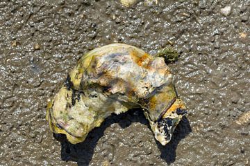 Oyster in the Wadden Sea National Park by Peter Eckert