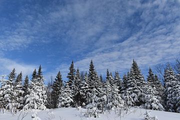 Une forêt de résineux sous un ciel bleu sur Claude Laprise