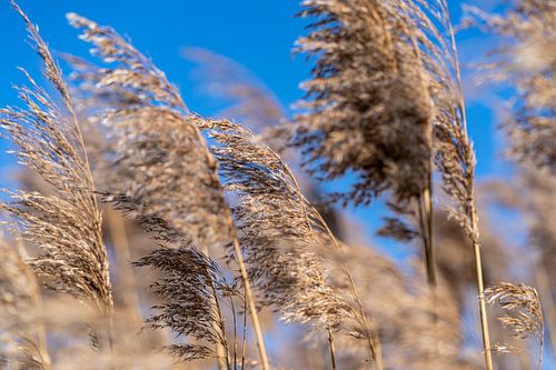 Waving reeds with blue sky