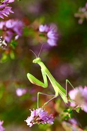 Gottesanbeterin von Thomas Jäger