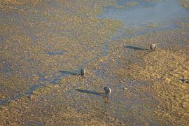 Olifanten vanuit de lucht in de Okavango Delta in Botswana