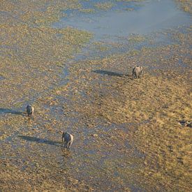 Elefanten aus der Luft im Okavango-Delta in Botswana von Phillipson Photography