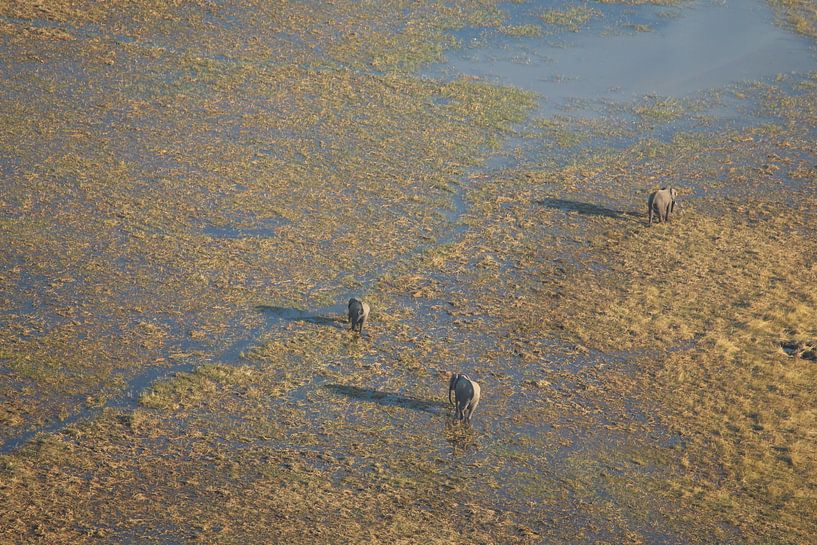 Olifanten vanuit de lucht in de Okavango Delta in Botswana van Phillipson Photography