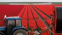 ROOD/RED/ROT