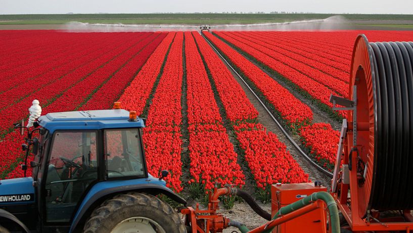 ROOD/RED/ROT par Sybrand Treffers