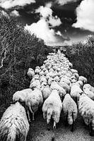 Schapen kudde met herder in de Katwijkse duinen - zwart wit