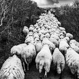 Schapen kudde met herder in de Katwijkse duinen - zwart wit van MICHEL WETTSTEIN