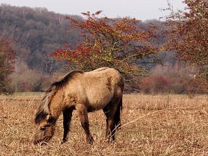 Pony op de Veluwe