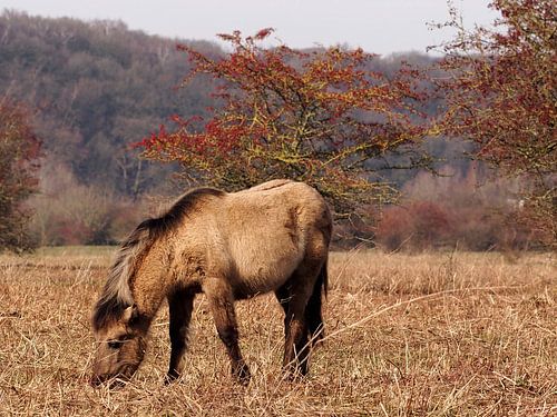 Pony op de Veluwe