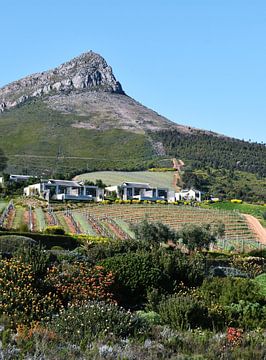 een wijnboerderij en de Botmaskop Berg in Stellenbosch van Werner Lehmann