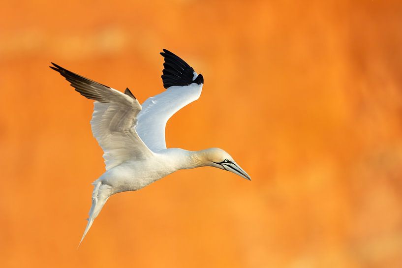 Gannet by Lars van der Sanden