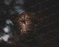 Panther in zoo