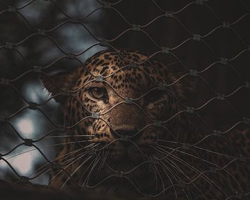 Panther in zoo by Jeroen Beemsterboer
