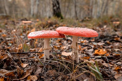 "Flüsternde Verbündete: Die verschlungenen fliegenden Pilze der Veluwe" von Chantal Goos