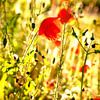 Coquelicots sur Thomas Jäger