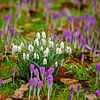 Perce-neige et crocus sur Frans Blok - des photos, de l'art et des autres décorations murales