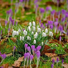 Schneeglöckchen und Krokusse von Frans Blok - Fotos, Kunst und weitere Wanddekoration