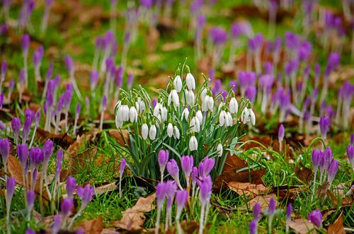 Schneeglöckchen und Krokusse