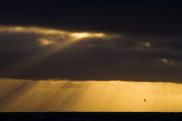 Stormvogel boven oceaan met jacobsladders van Menno van Duijn