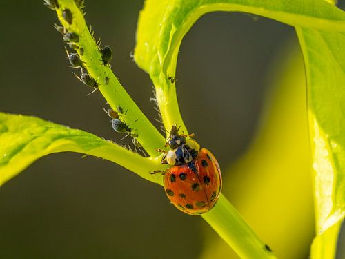 Lieveheersbeestje eet een luis
