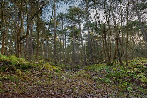 Rustig bos in Nes, Ameland