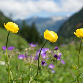 Bloemen in een bergachtig landschap by Marjanne van der Hoek
