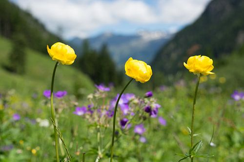 Bloemen in een bergachtig landschap
