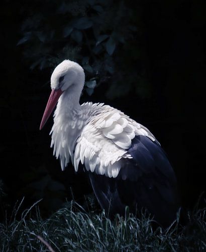 Cigogne de fantaisie