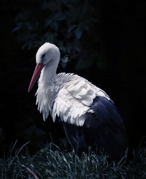 Launischer Storch von Rosetta Schiff