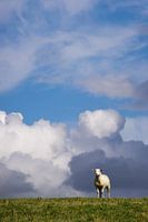 Schapen op de dijk