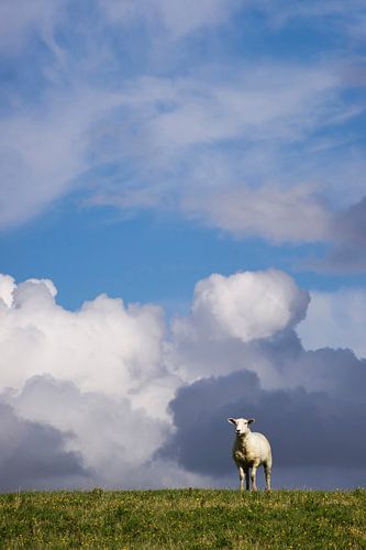 Mouton sur la digue 2 sur Annette Sturm
